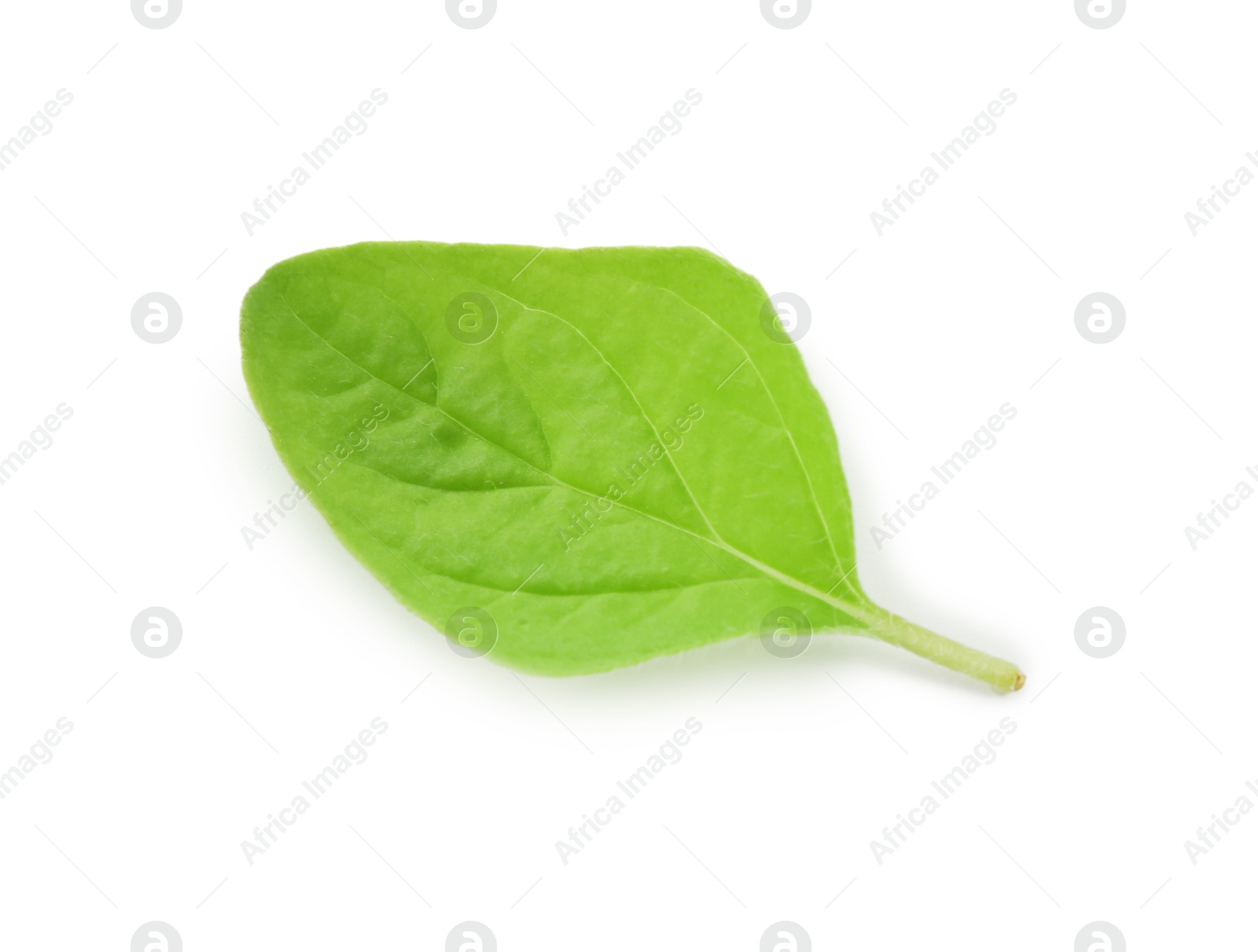 Photo of Leaf of fresh green oregano isolated on white