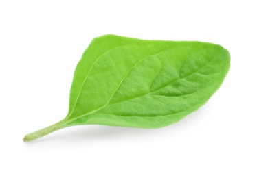 Leaf of fresh green oregano isolated on white
