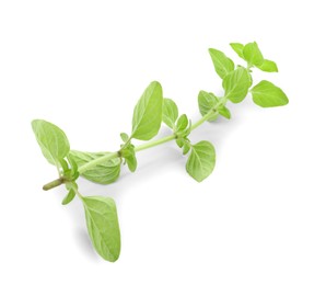 Sprig of fresh green oregano isolated on white