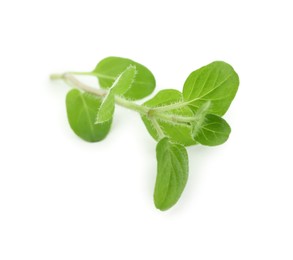 Sprig of fresh green oregano isolated on white