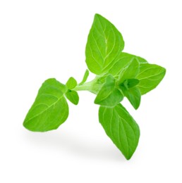 Sprig of fresh green oregano isolated on white