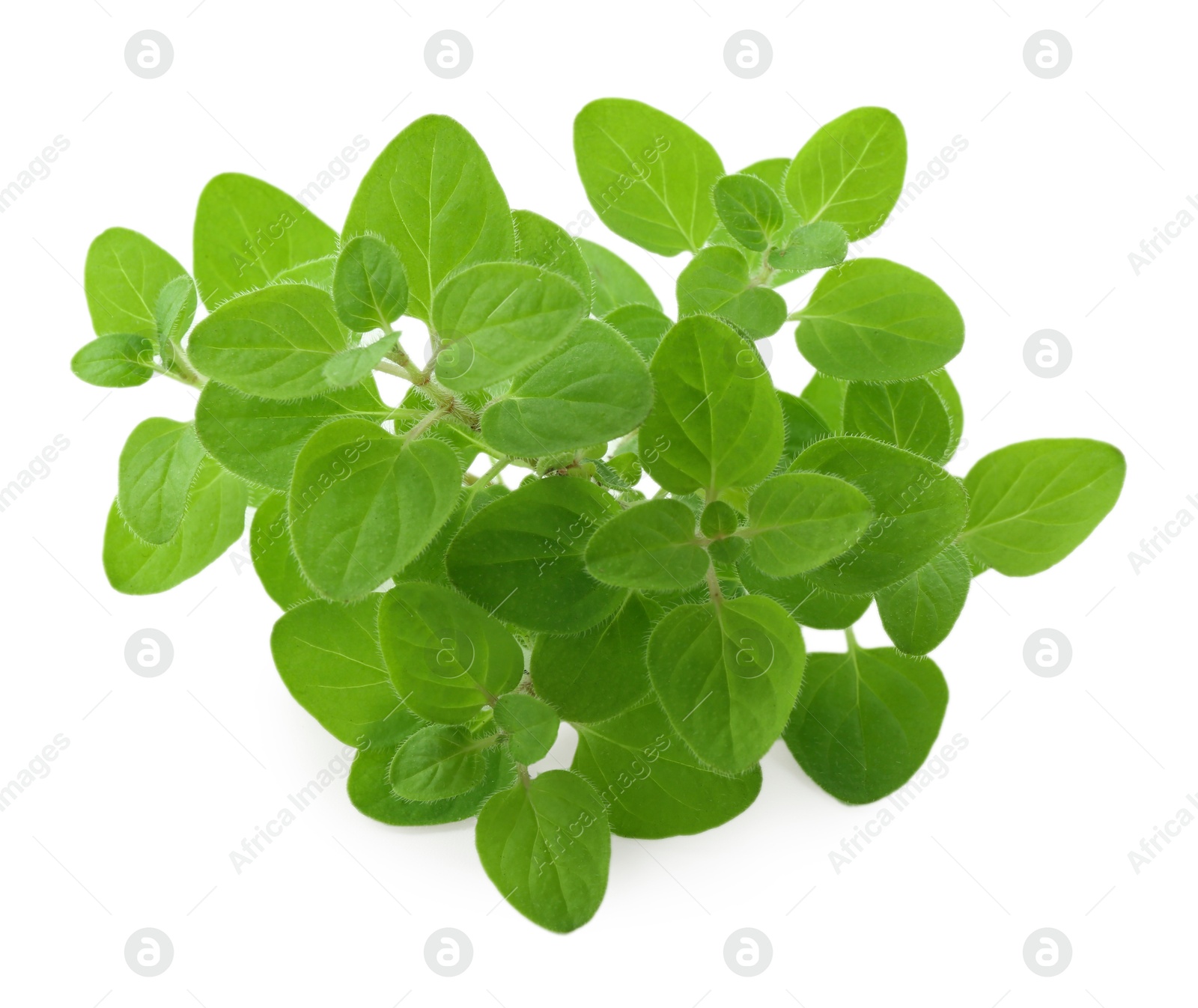 Photo of Sprigs of fresh green oregano isolated on white