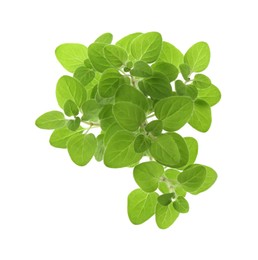 Sprigs of fresh green oregano isolated on white