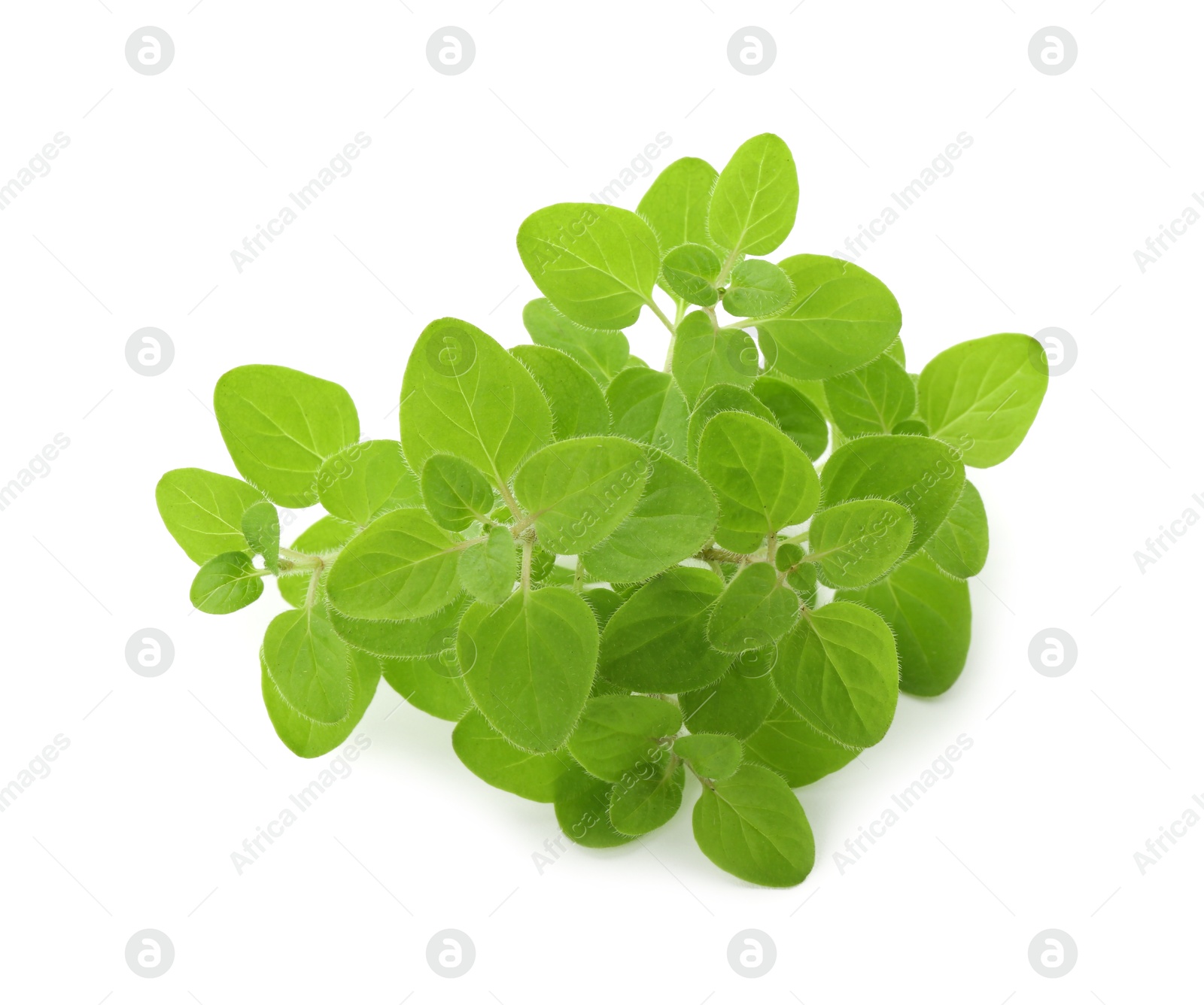 Photo of Sprigs of fresh green oregano isolated on white