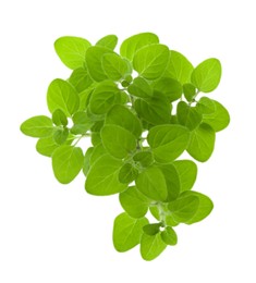 Sprigs of fresh green oregano isolated on white