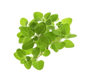 Photo of Sprigs of fresh green oregano isolated on white