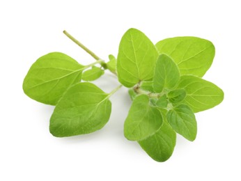 Sprig of fresh green oregano isolated on white