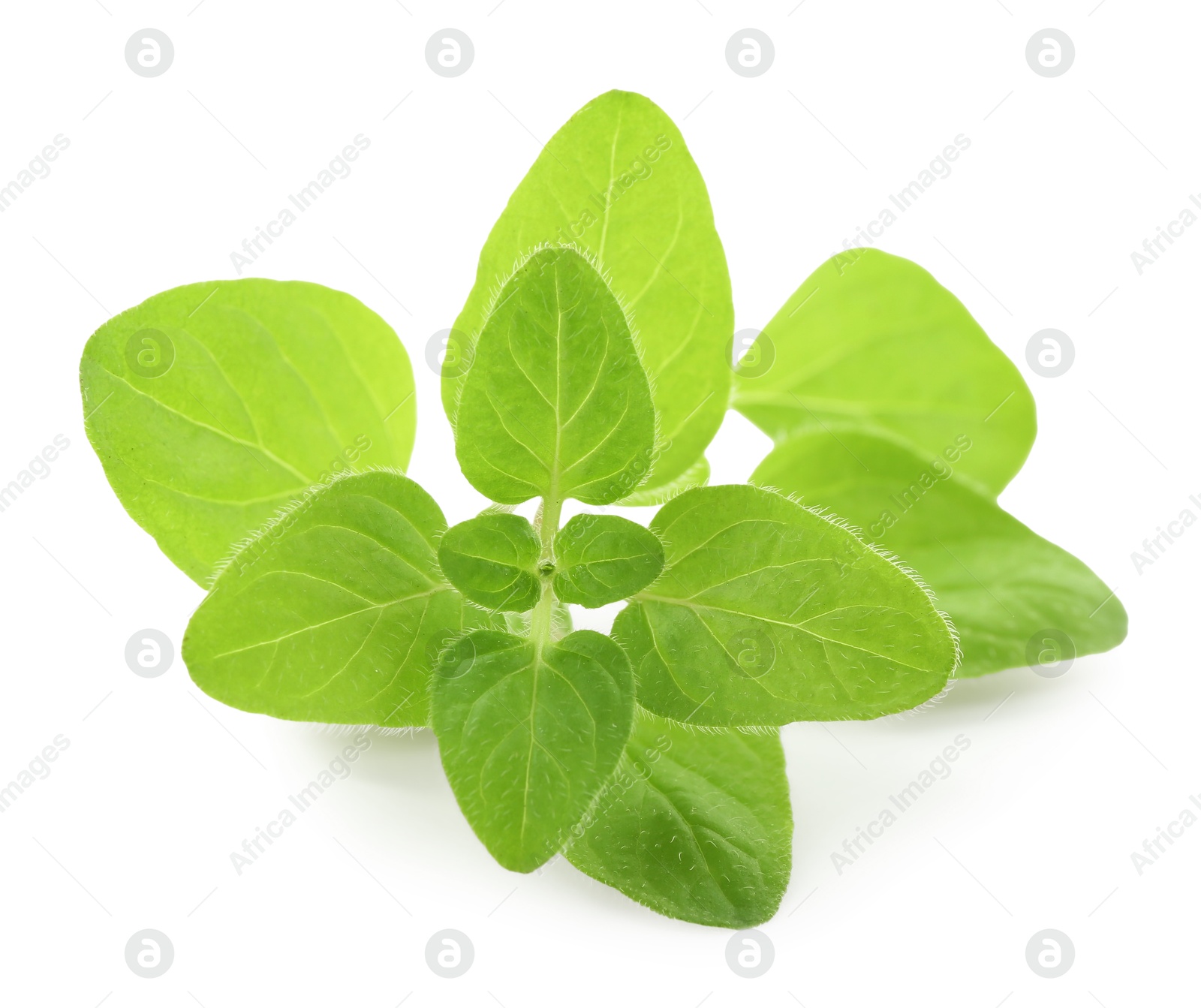 Photo of Sprig of fresh green oregano isolated on white