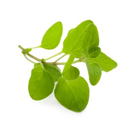 Sprig of fresh green oregano isolated on white