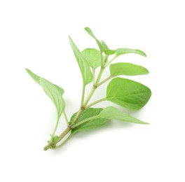 Photo of Sprig of fresh green oregano isolated on white