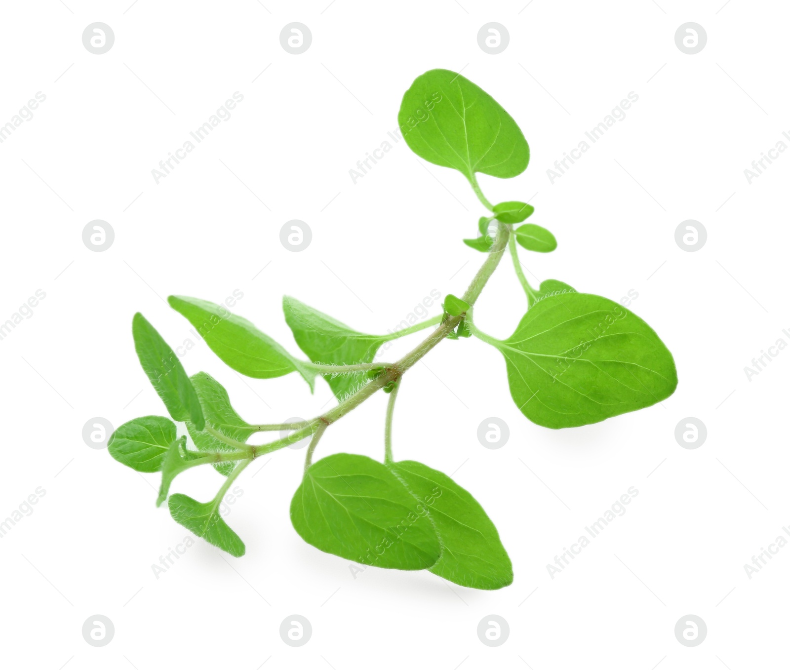 Photo of Sprig of fresh green oregano isolated on white