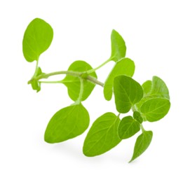 Photo of Sprig of fresh green oregano isolated on white