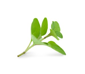 Photo of Sprig of fresh green oregano isolated on white