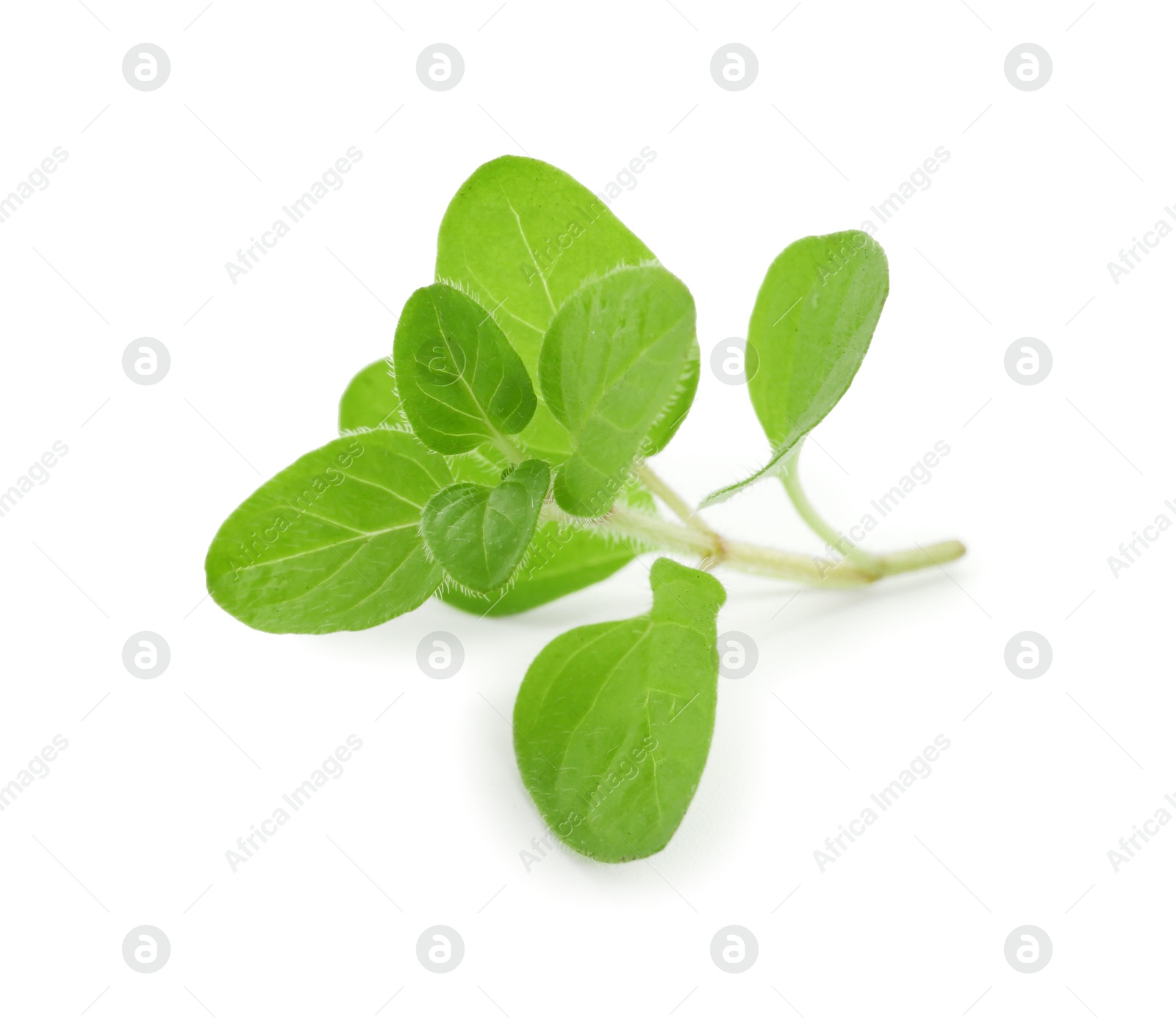 Photo of Sprig of fresh green oregano isolated on white