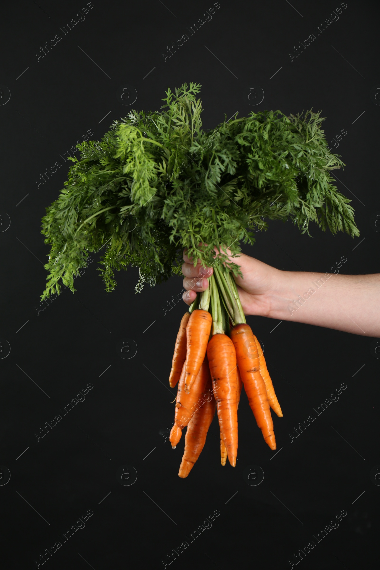 Photo of Woman holding ripe carrots on black background, closeup