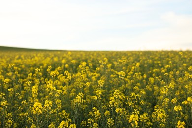 Beautiful view of field with blooming rapeseed on spring day