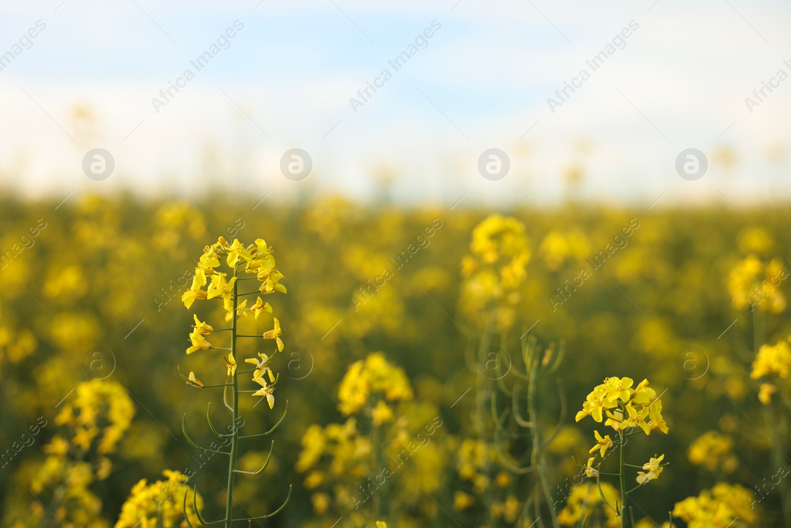 Photo of Beautiful view of field with blooming rapeseed on spring day