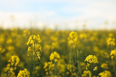 Beautiful view of field with blooming rapeseed on spring day