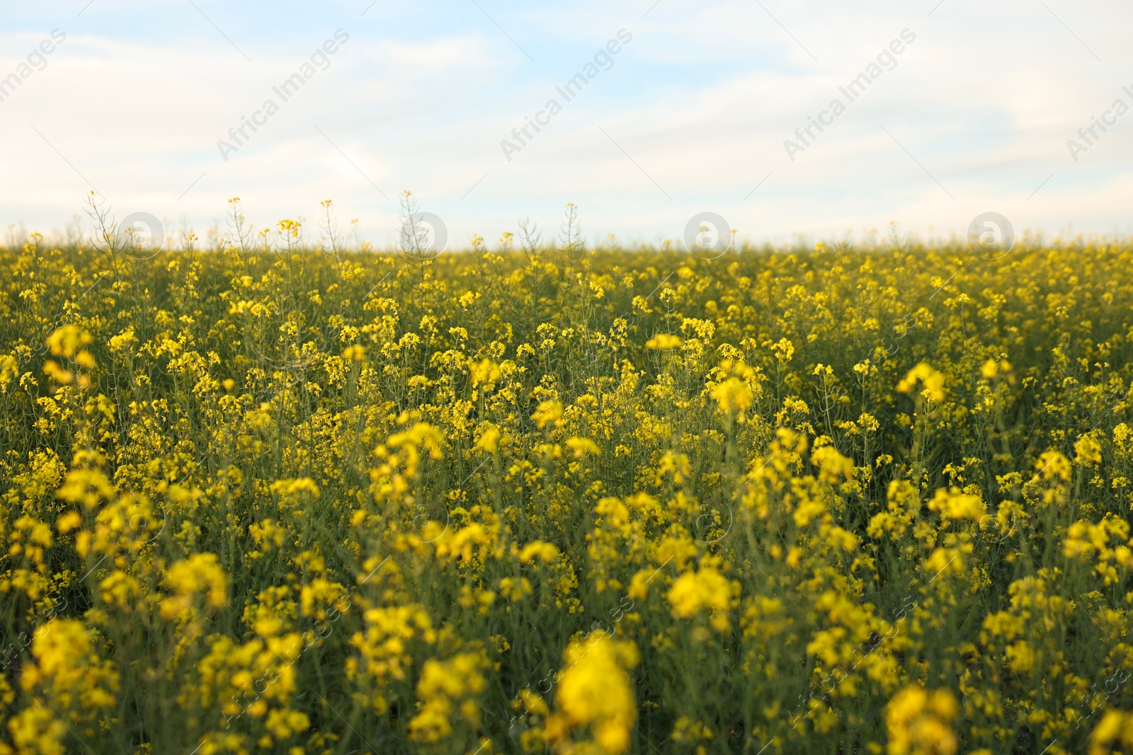 Photo of Beautiful view of field with blooming rapeseed on spring day