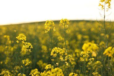 Beautiful view of field with blooming rapeseed on spring day