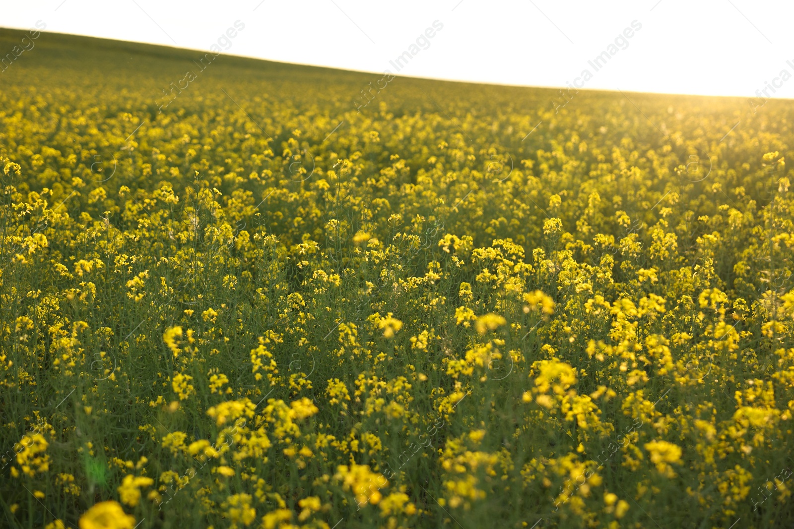 Photo of Beautiful view of field with blooming rapeseed on spring day