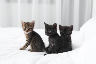 Photo of Cute fluffy kittens on bed indoors. Baby animals