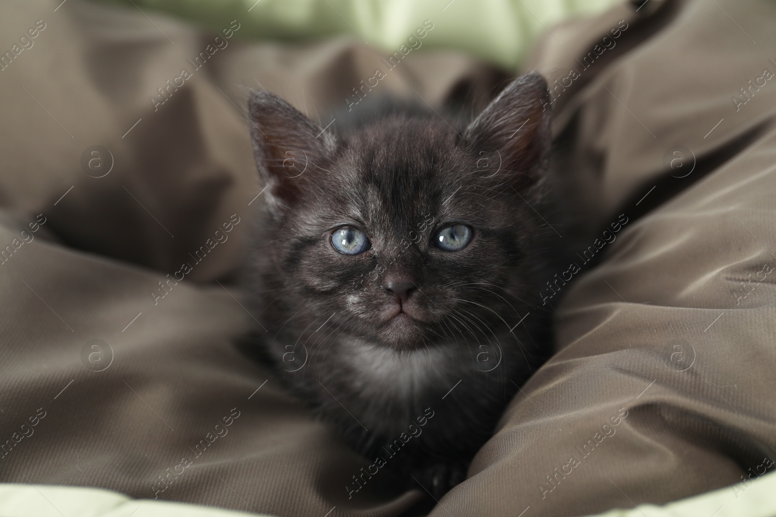 Photo of Cute fluffy kitten on pet bed indoors. Baby animal