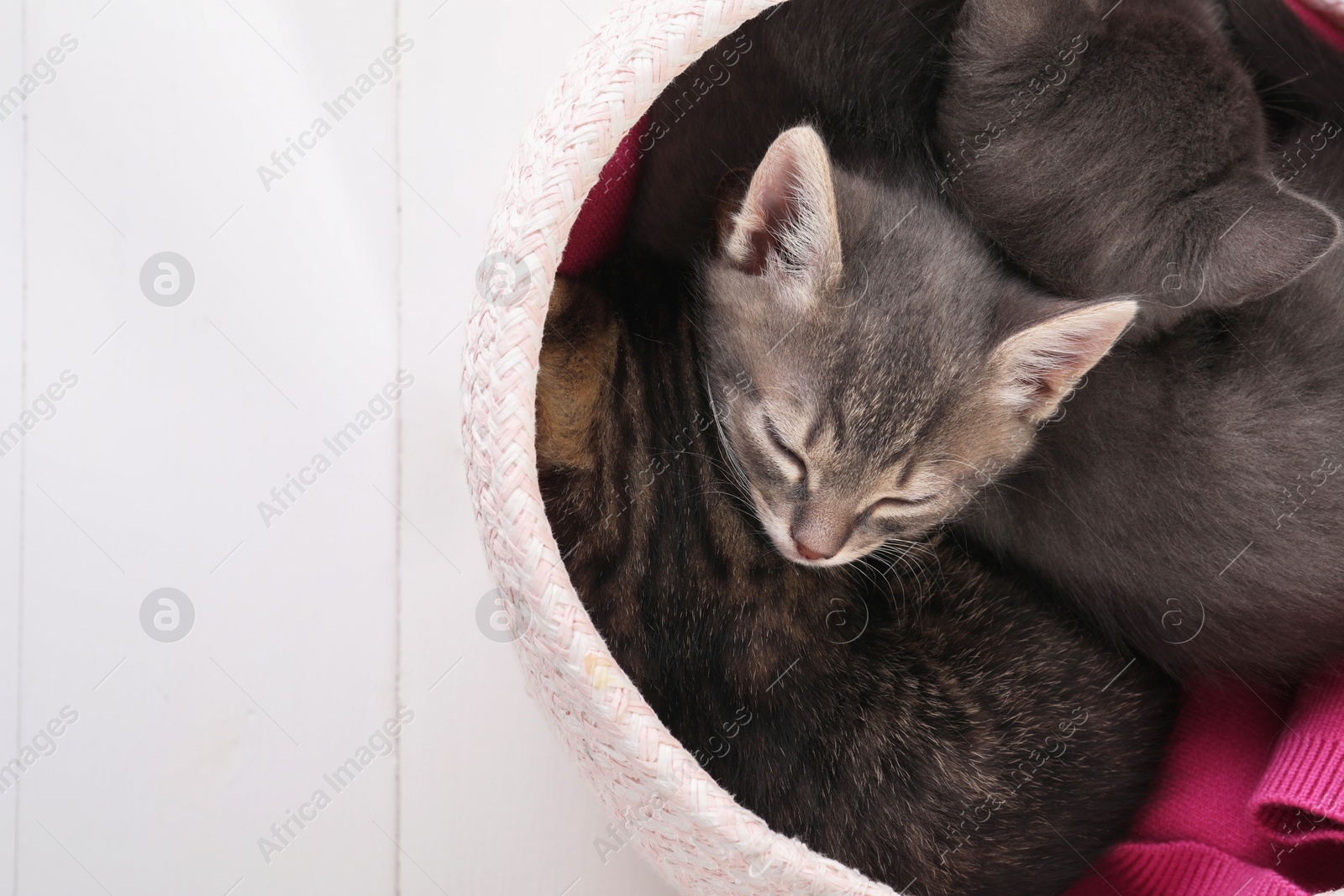 Photo of Cute fluffy kittens in basket on white wooden table, above view. Baby animals