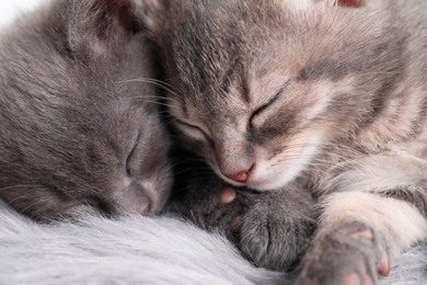 Cute fluffy kittens sleeping on faux fur. Baby animals