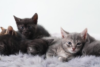 Photo of Cute fluffy kittens on faux fur. Baby animals