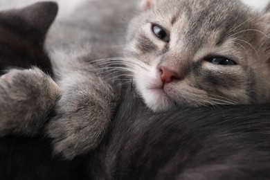 Photo of Cute fluffy kittens, closeup view. Baby animals