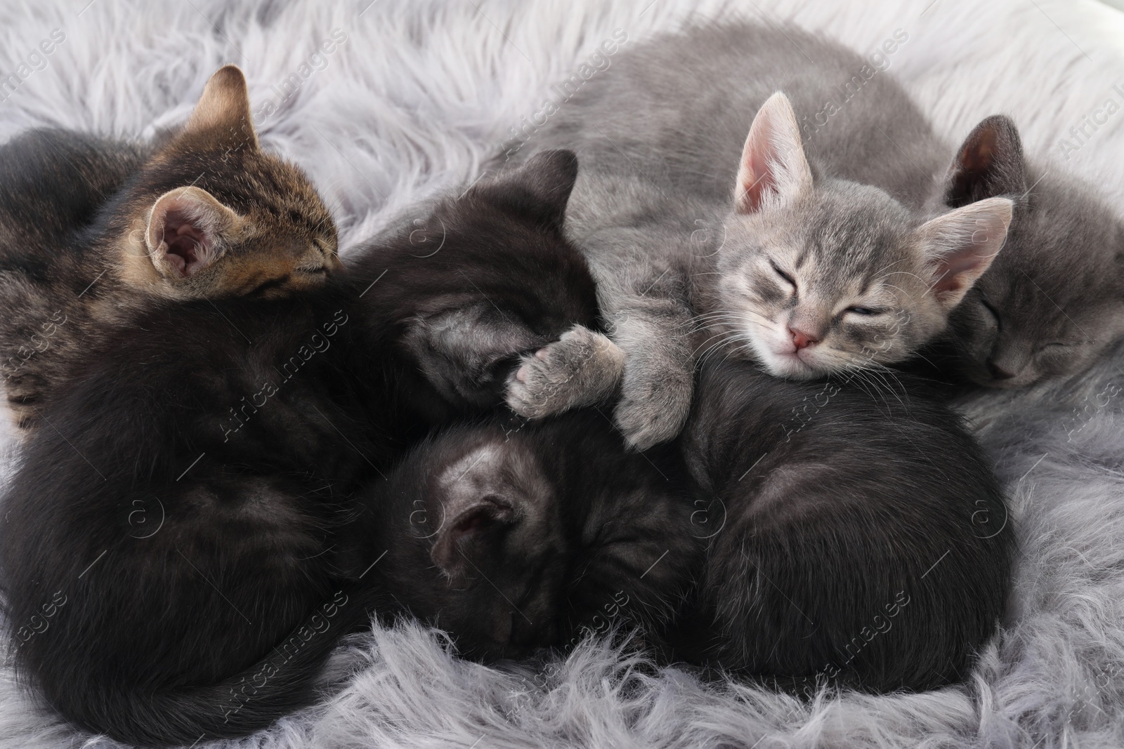 Photo of Cute fluffy kittens sleeping on faux fur. Baby animals