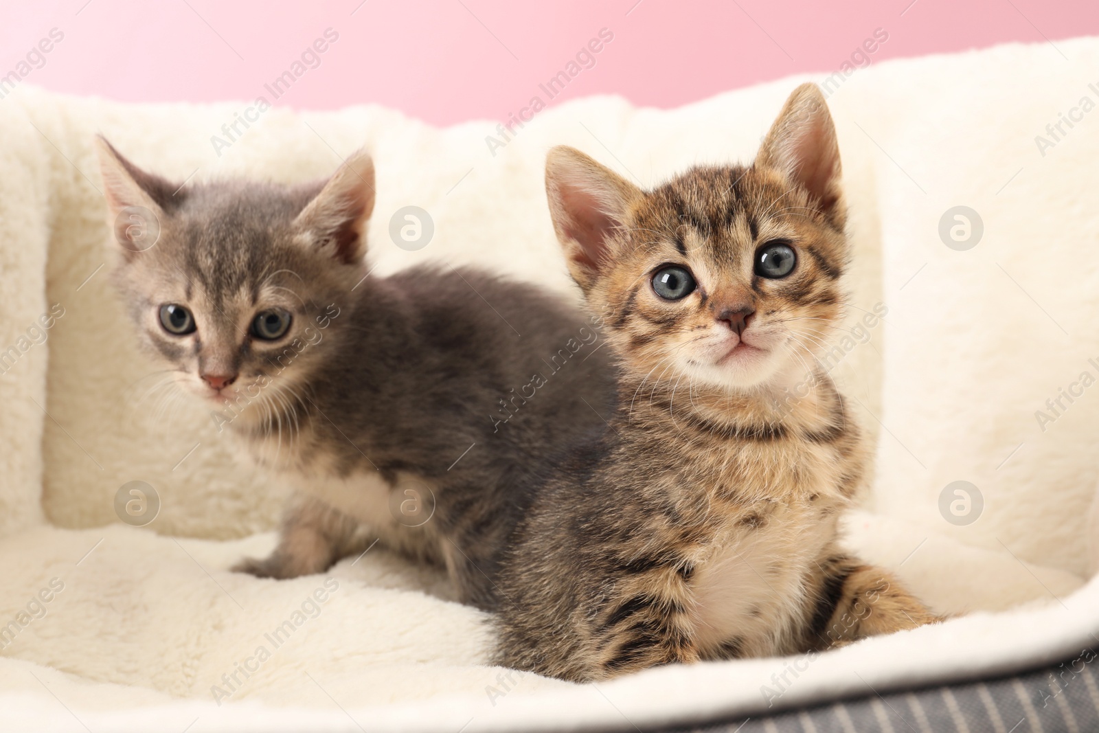 Photo of Cute fluffy kittens on pet bed. Baby animals