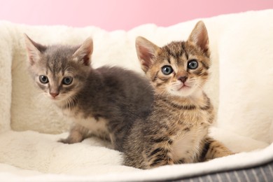 Cute fluffy kittens on pet bed. Baby animals