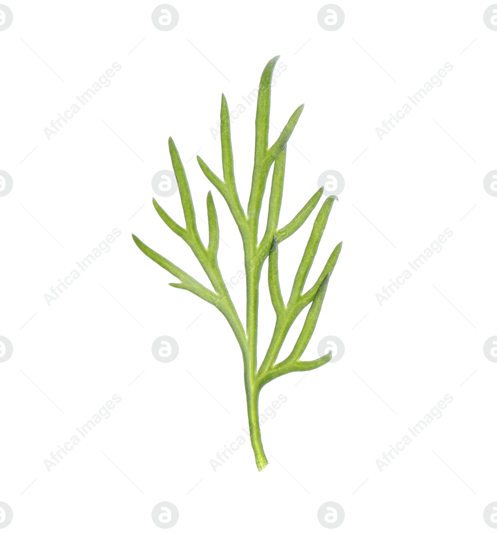 Photo of Sprig of fresh dill isolated on white