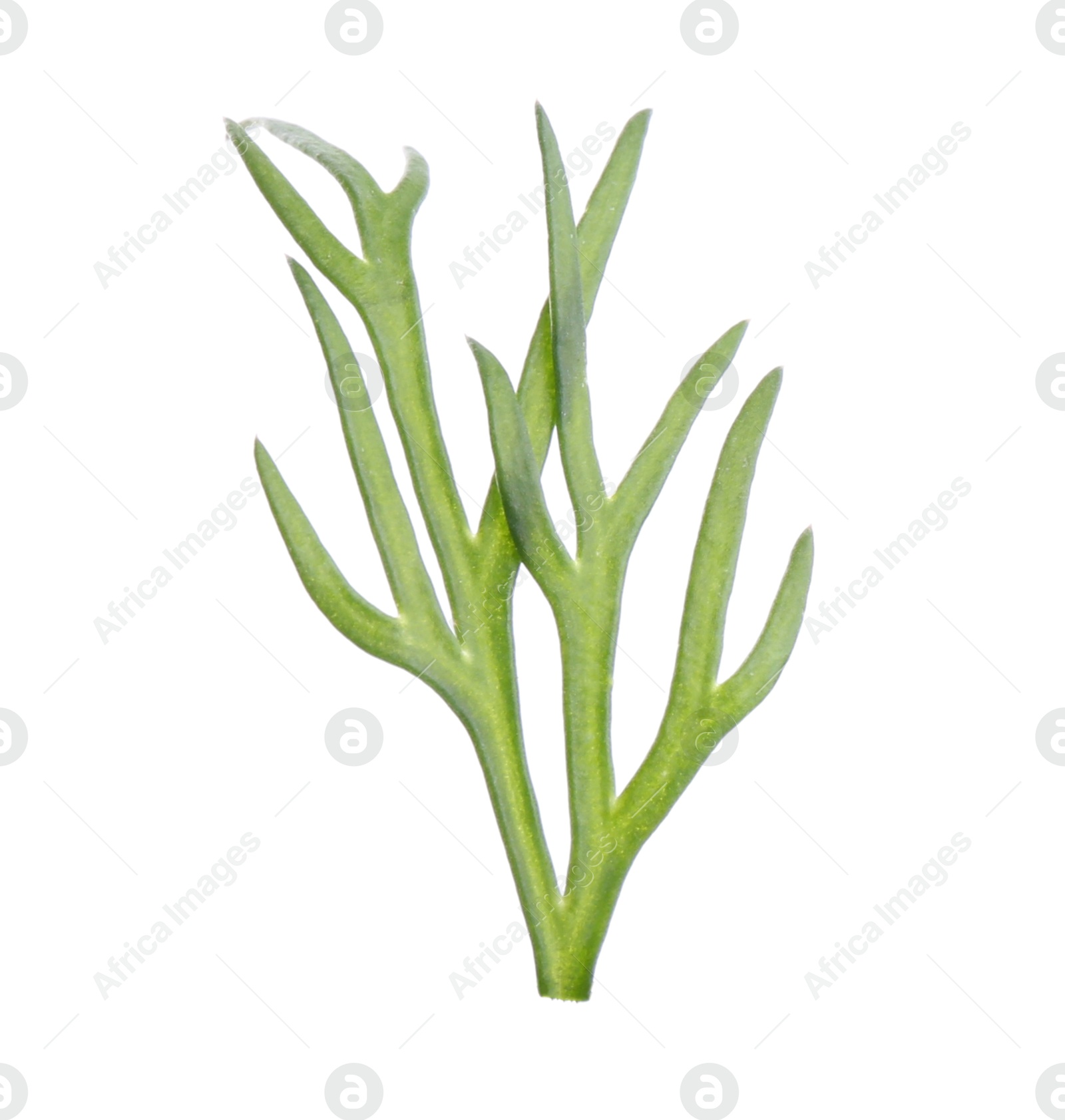 Photo of Sprig of fresh dill isolated on white