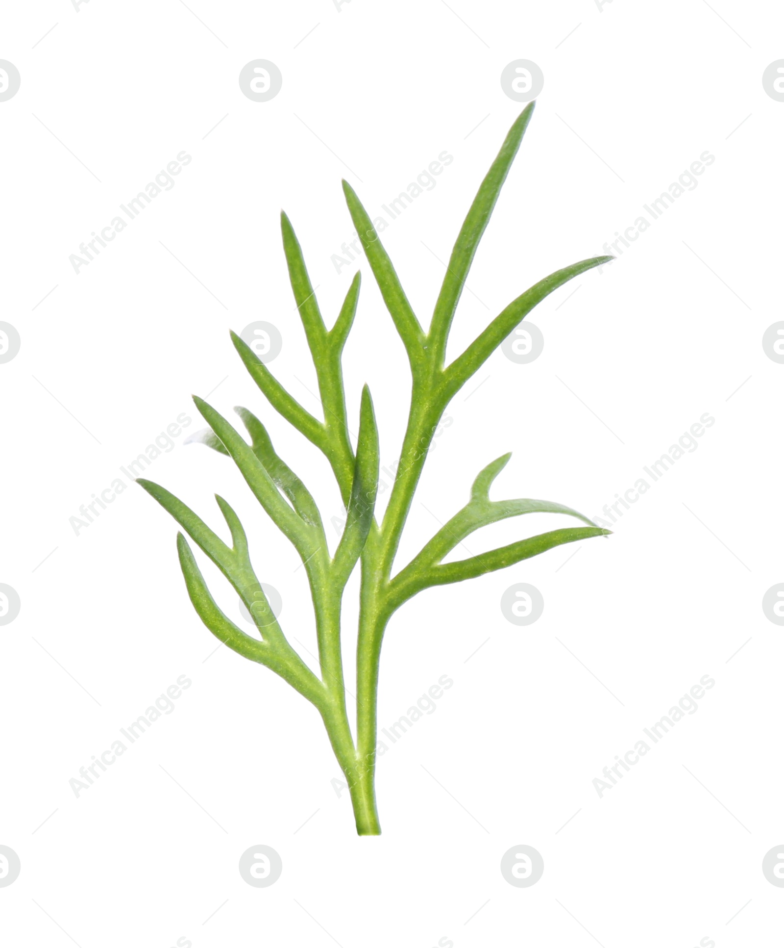 Photo of Sprig of fresh dill isolated on white