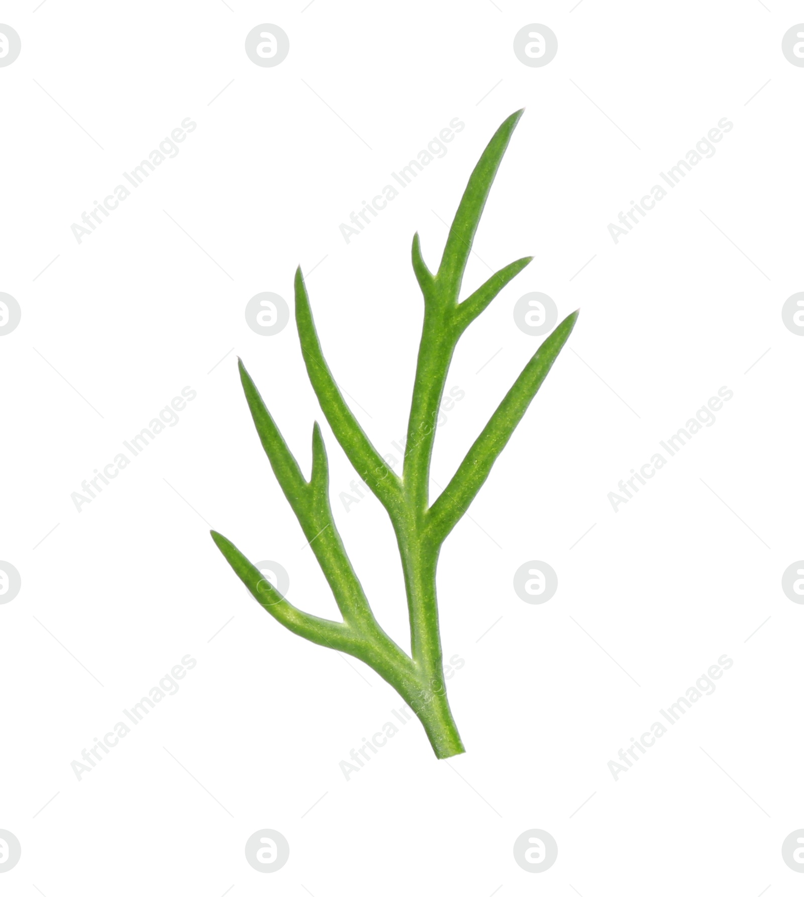 Photo of Sprig of fresh dill isolated on white