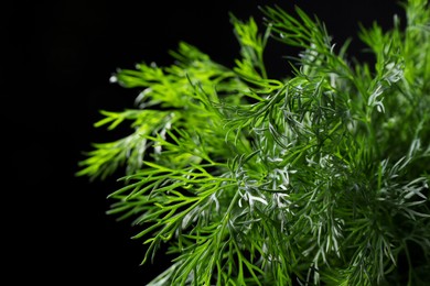 Photo of Sprigs of fresh dill on black background, closeup