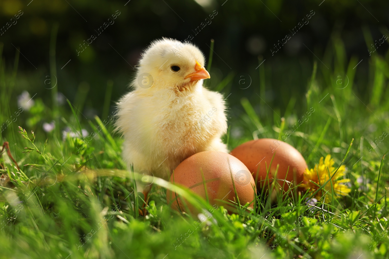 Photo of Cute chick and eggs on green grass outdoors, closeup. Baby animal