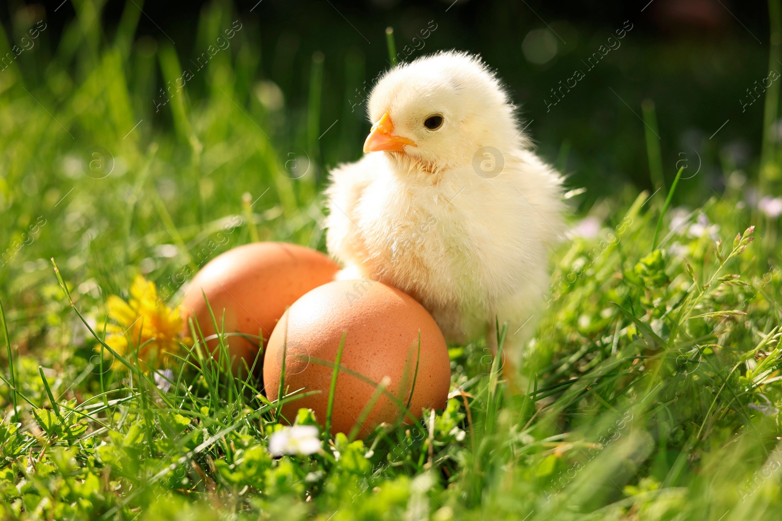 Photo of Cute chick and eggs on green grass outdoors, closeup. Baby animal