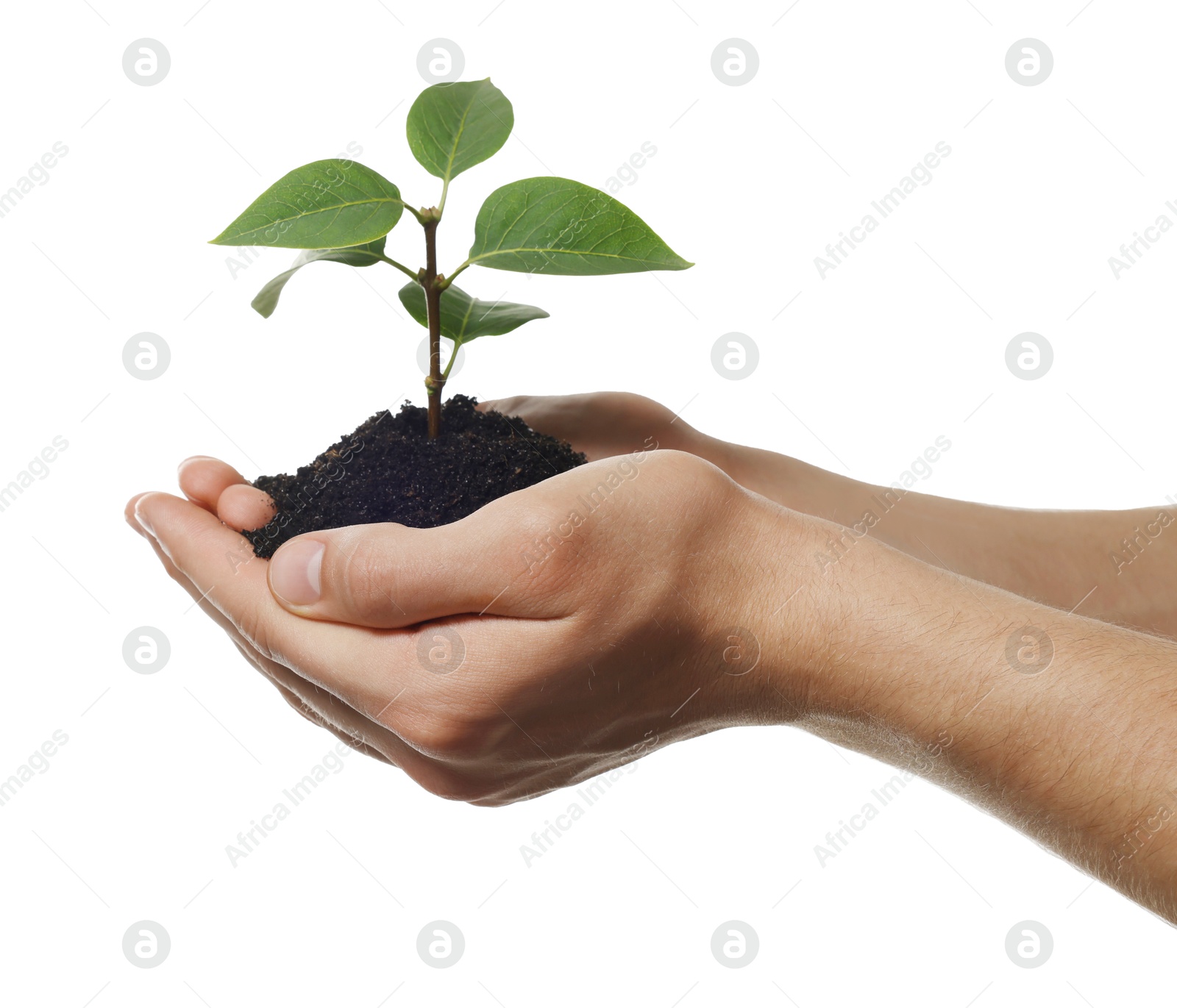 Photo of Environmental protection. Man holding seedling with pile of soil on white background, closeup