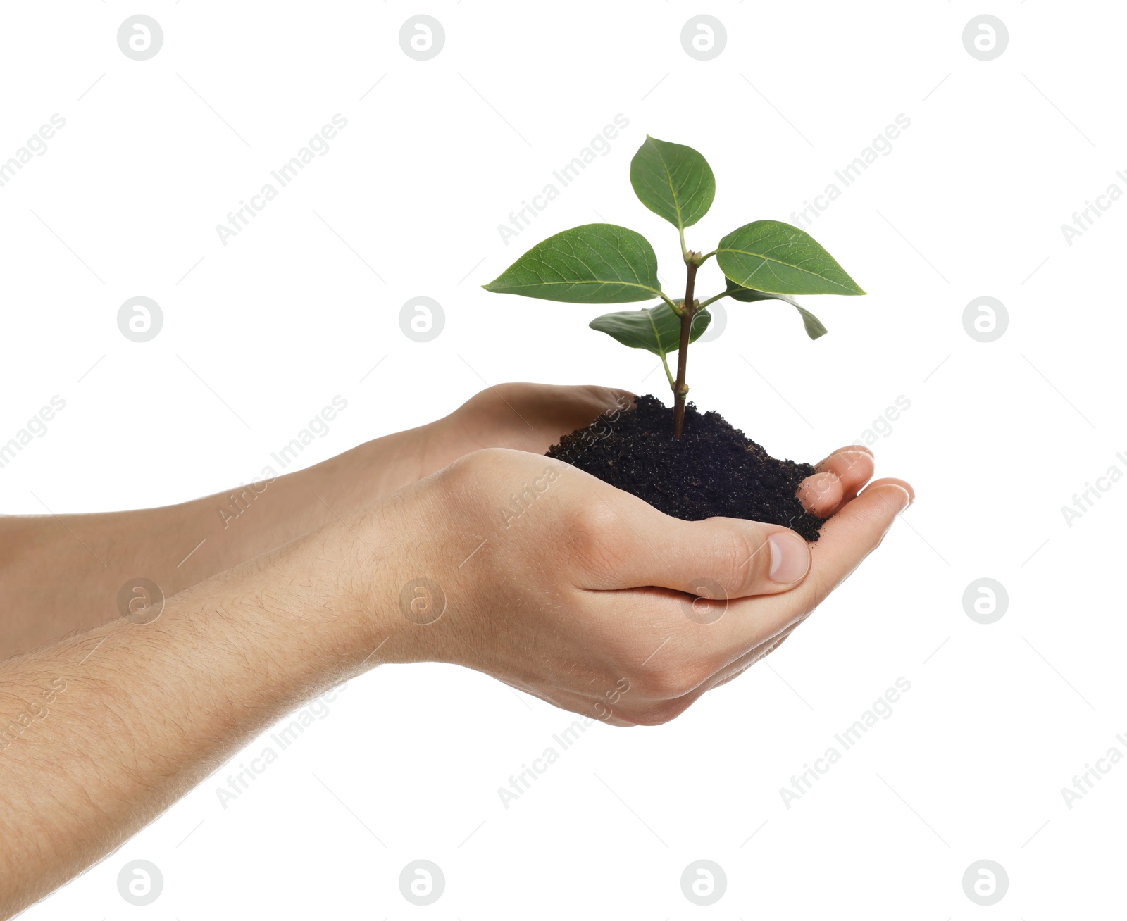 Photo of Environmental protection. Man holding seedling with pile of soil on white background, closeup