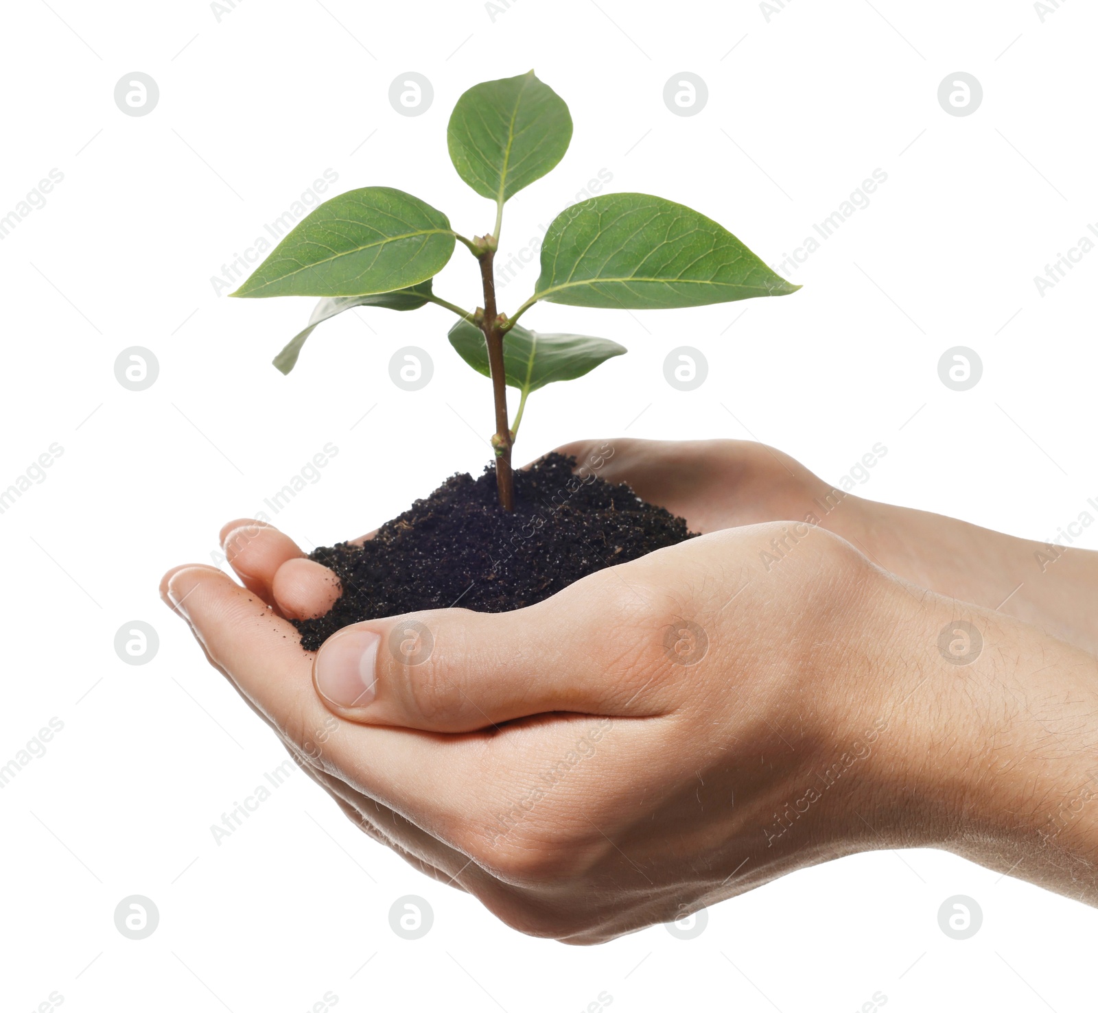 Photo of Environmental protection. Man holding seedling with pile of soil on white background, closeup