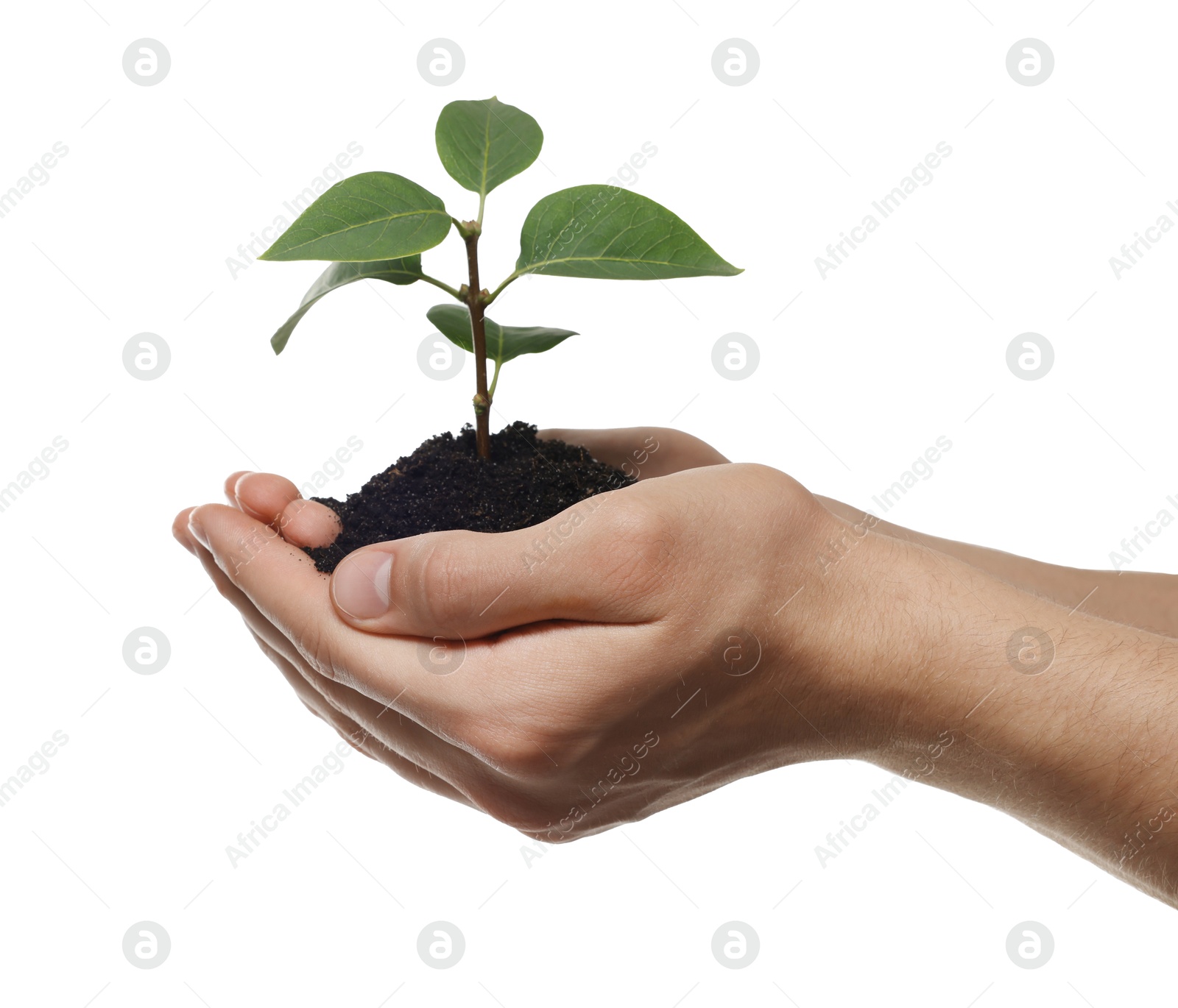 Photo of Environmental protection. Man holding seedling with pile of soil on white background, closeup