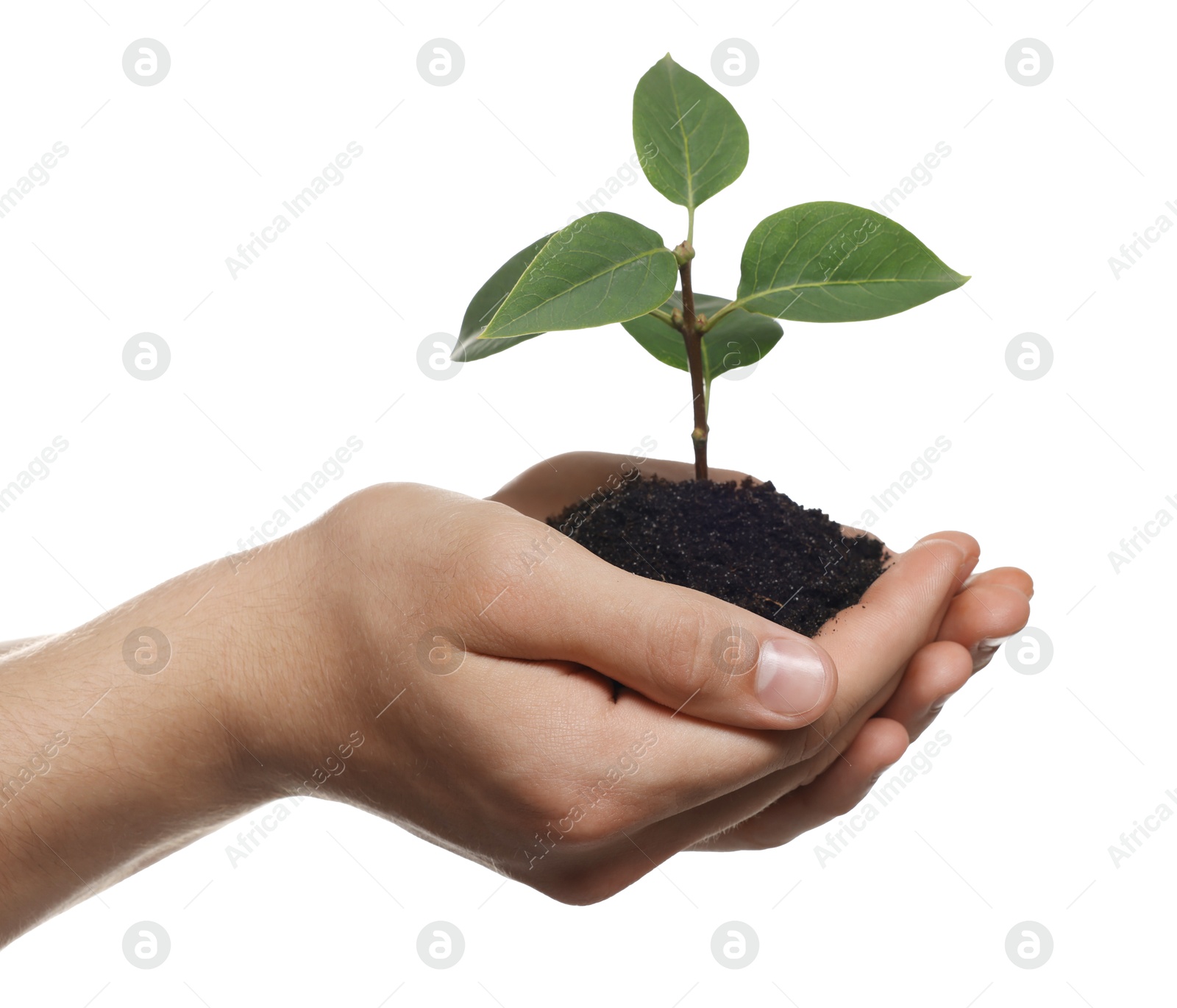 Photo of Environmental protection. Man holding seedling with pile of soil on white background, closeup