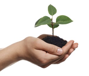 Environmental protection. Man holding seedling with pile of soil on white background, closeup