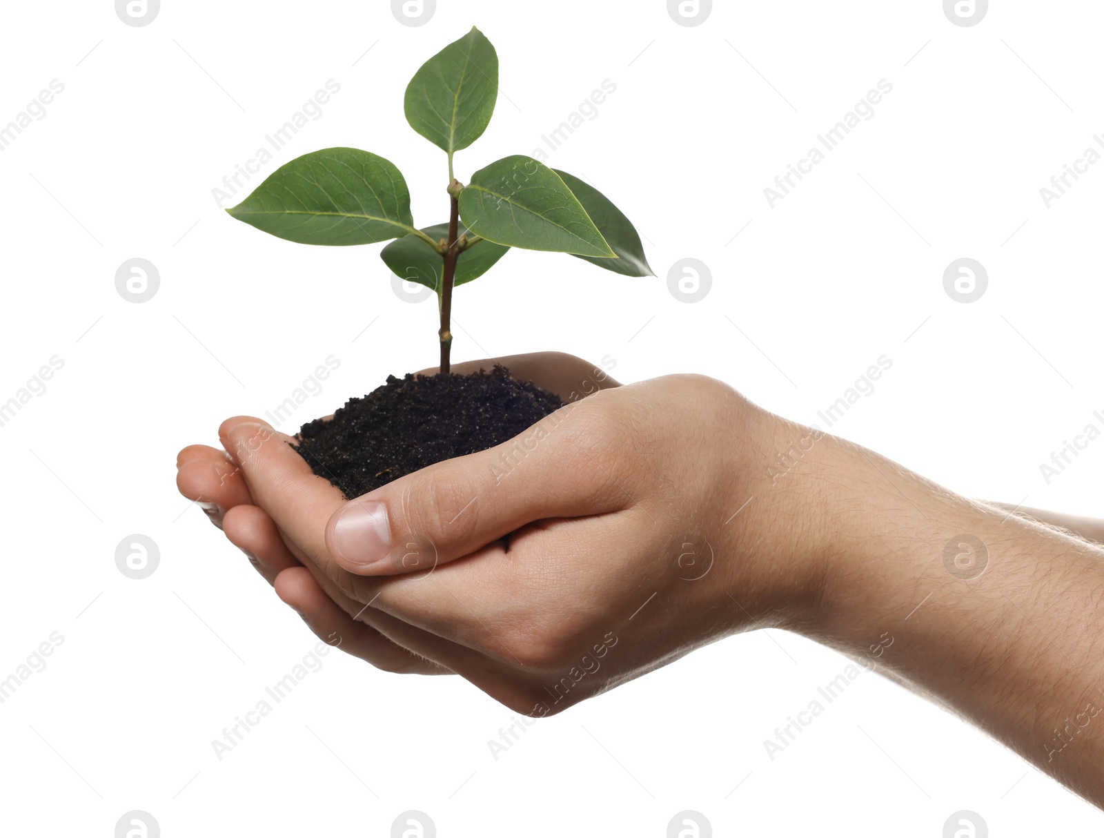 Photo of Environmental protection. Man holding seedling with pile of soil on white background, closeup