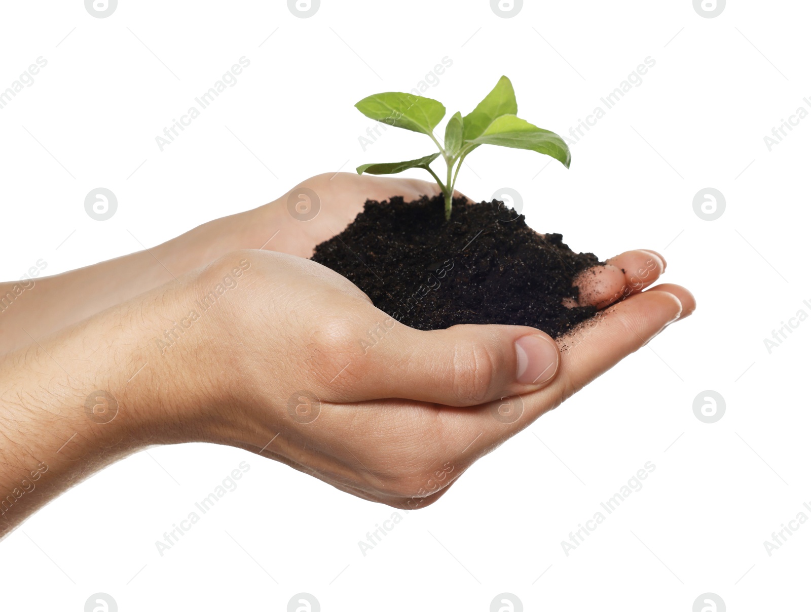 Photo of Environmental protection. Man holding seedling with pile of soil on white background, closeup