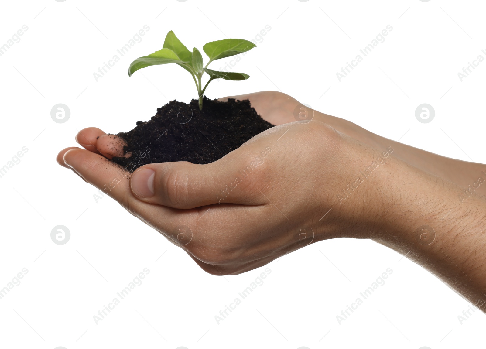 Photo of Environmental protection. Man holding seedling with pile of soil on white background, closeup